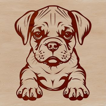 A sitting adult Boxer dog with a calm expression.