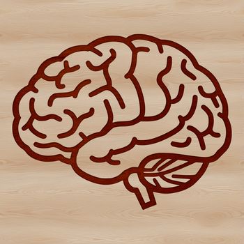 A detailed illustration of the human brain anatomy, created as a vector graphic.