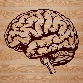 Anatomical illustration of the human brain, highlighting its various structures and layers in detail.