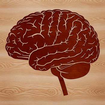 A detailed illustration of the human brain's anatomical structure, ideal for educational or reference purposes.