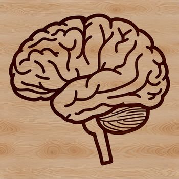 Anatomical illustration of the human brain, showcasing its detailed structure and layers.