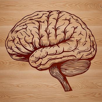 Anatomical illustration of the human brain in detail, useful for educational purposes.