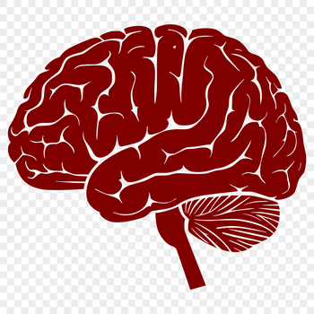 A detailed illustration of the human brain anatomy, featuring multiple layers and structures.