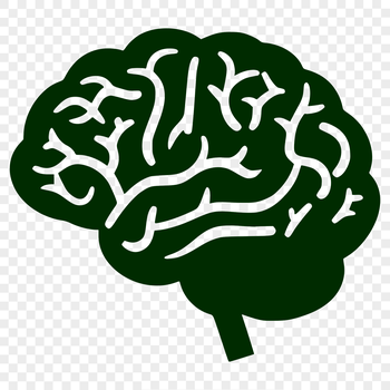 Anatomical illustration of the human brain for educational purposes.