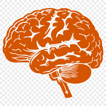 Beautiful Brain - For Anatomy Project