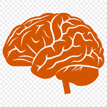 An accurate representation of the human brain's anatomy, suitable for educational and reference purposes.