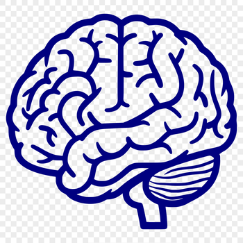 Simple line drawing of the human brain's anatomy.