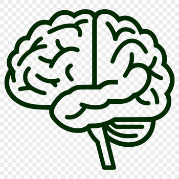 A simple line drawing representation of the human brain's anatomy.