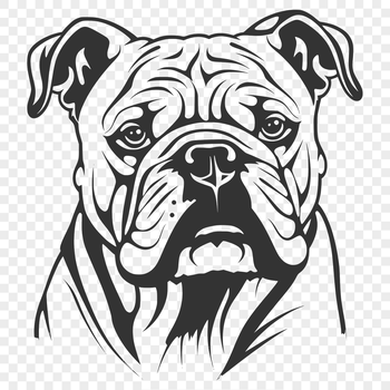 A close-up illustration of a Bulldog's head with wrinkles and folds.