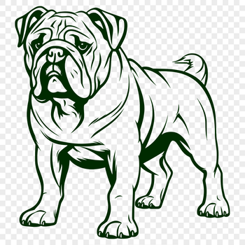 A standing bulldog in full body pose.