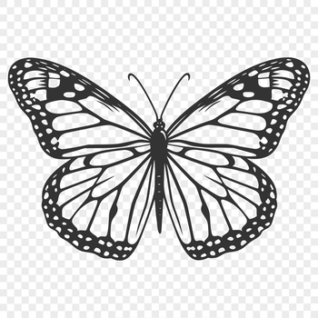 A detailed illustration of a butterfly from full body perspective, suitable for vector art and digital design.