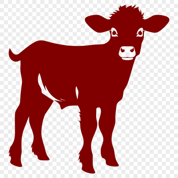 A detailed illustration of a cow from the front, with its head and body fully shown.