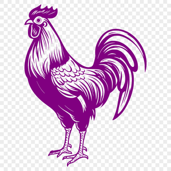 A detailed illustration of a chicken from head to toe, suitable for vector graphics and design.