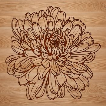 A vector illustration of a single chrysanthemum flower with detailed petals and center.