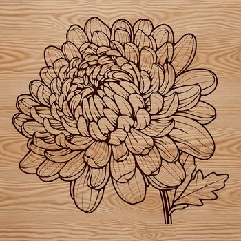 A high-quality illustration of a Chrysanthemum flower in full bloom.
