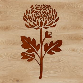 A detailed illustration of a single chrysanthemum flower in full bloom, suitable for gardening enthusiasts.