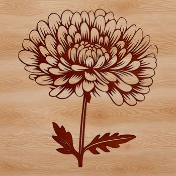 A stylized illustration of a single Chrysanthemum flower in various growth stages.