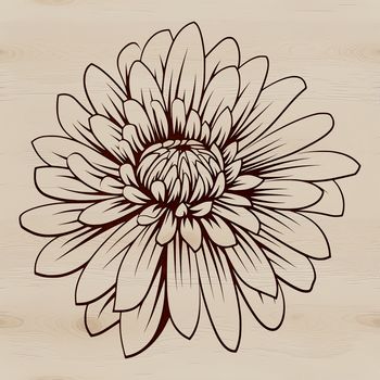 An SVG design featuring a stylized representation of a Chrysanthemum plant in full bloom.