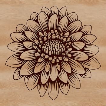 A stylized illustration of a Chrysanthemum flower, ideal for gardening or floral-themed projects.