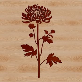 A high-quality illustration of a blooming Chrysanthemum flower, suitable for gardening and floral designs.