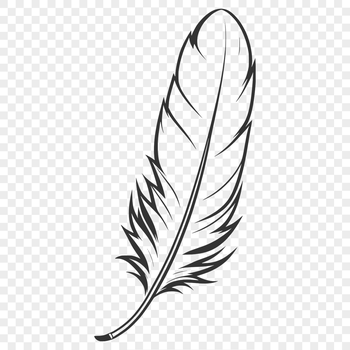A simple, high-resolution illustration of a single feather with clean lines and minimal details.