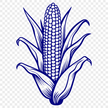 Vector illustration of a corn on the cob with leaves and stalk.