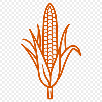 An illustration of a corn on the cob, suitable for use as vector art in digital design projects.