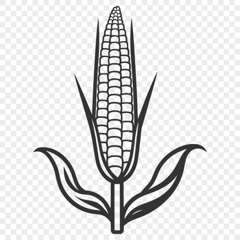 An illustration of an ear of corn with kernels and husk.