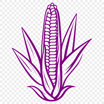 A detailed illustration of a corn ear with kernels, suitable for vector design and commercial use.