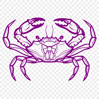 A detailed, full-body illustration of a crab in vector format.