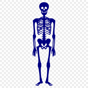A standing full-body skeleton illustration with detailed human body parts.