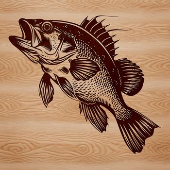 An illustration of a Crappie fish in vector format.