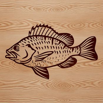 A detailed illustration of a freshwater fish species, the Crappie.