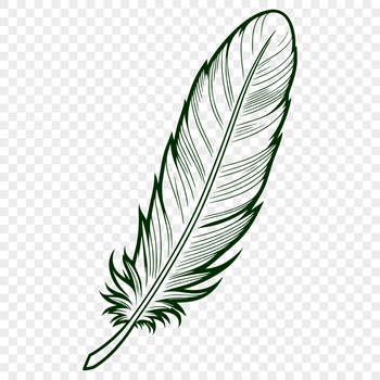 A single feather illustration created in vector format.