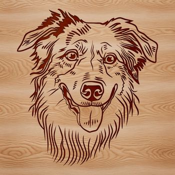 Close-up illustration of a Australian Shepherd dog's head.