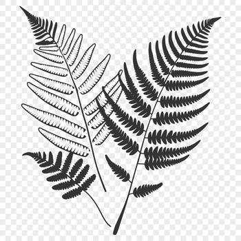 A single detailed leaf with a rounded shape and pointed tip.