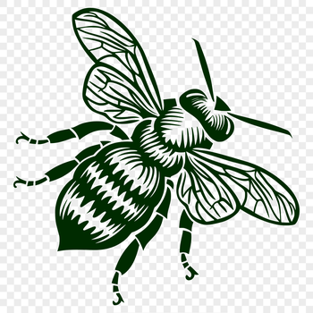 A detailed illustration of a bee with its body in full view, suitable for gardening and craft projects.