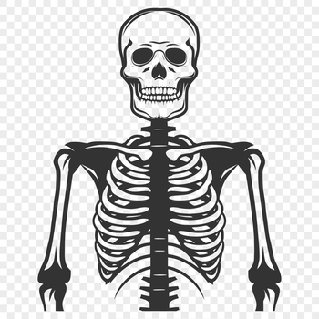 A detailed illustration of a human skeleton.