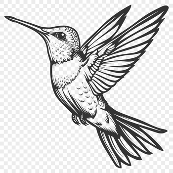 An SVG graphic of a hummingbird, depicted from head to tail feathers while flying.