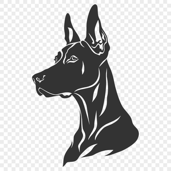 A detailed illustration of a Doberman Pinscher's head with prominent features.