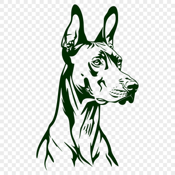 A Doberman Pinscher's head is depicted in this vector graphic illustration.