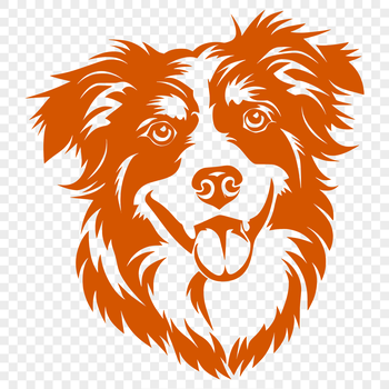 A portrait of a medium-sized dog with a thick coat and erect ears, identified as an Australian Shepherd breed.