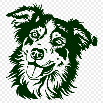 A portrait of a medium-sized Australian Shepherd dog with a distinctive head shape and coat pattern.