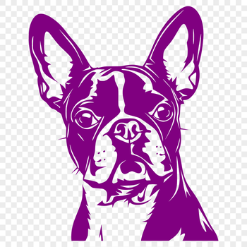 A vector illustration of a Boston Terrier's head.