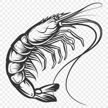 A detailed full-body illustration of a shrimp, suitable for vector design projects.