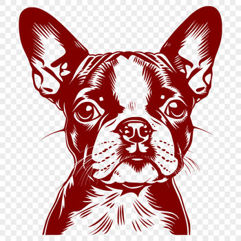 A vector illustration of a Boston Terrier's head with detailed features.