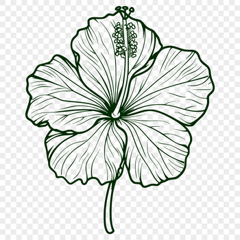 A close-up illustration of a hibiscus flower with detailed petals and center.