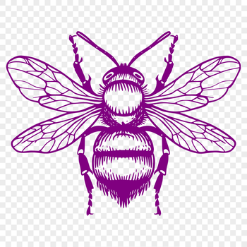 A detailed illustration of a bee in full body view, suitable for vector art designs.