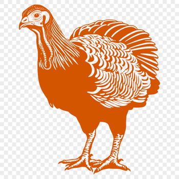 A detailed illustration of a farm animal, specifically a turkey, in its entirety.