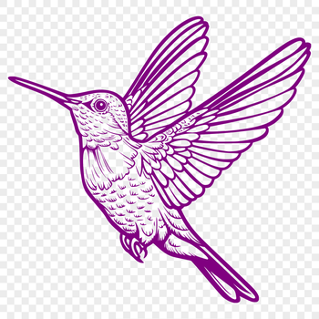 A detailed illustration of a hummingbird in flight, showcasing its full body and feathers.